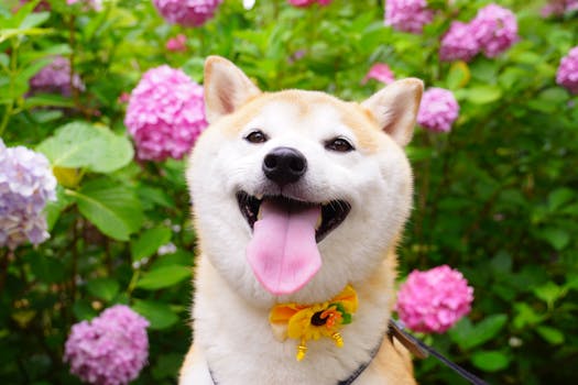 Shiba Inu running joyfully