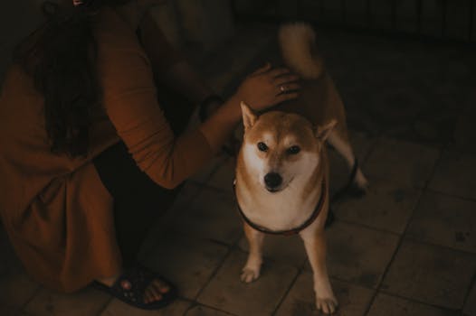 Shiba Inu puppy getting a vet check-up