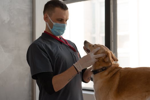 veterinarian examining shiba inu’s eyes
