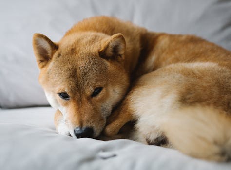 Shiba Inu training with a clicker and treats