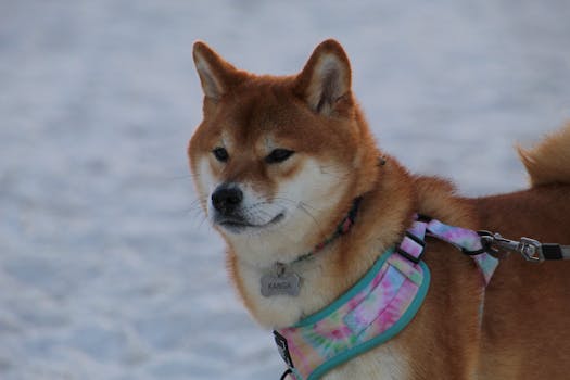 Shiba Inu at a dog show