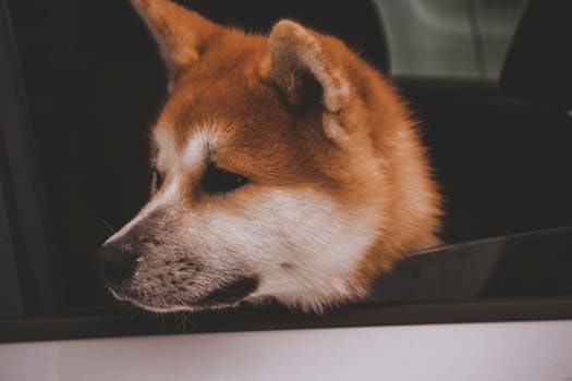 Shiba Inu safely secured in a car travel crate
