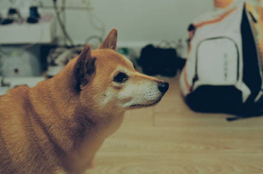 Shiba Inu relaxing in the shade