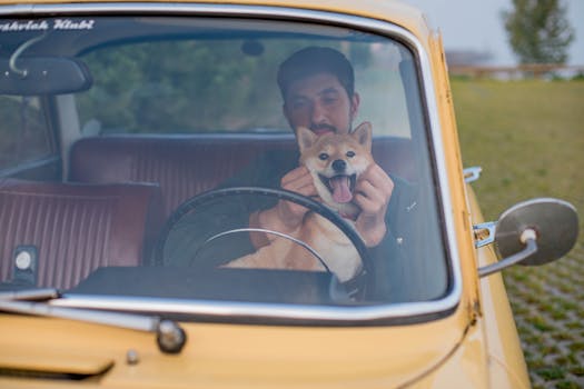happy Shiba Inu in a car