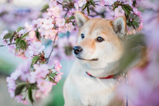 shiba inu playing outside