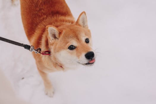 Shiba Inu happily playing outside