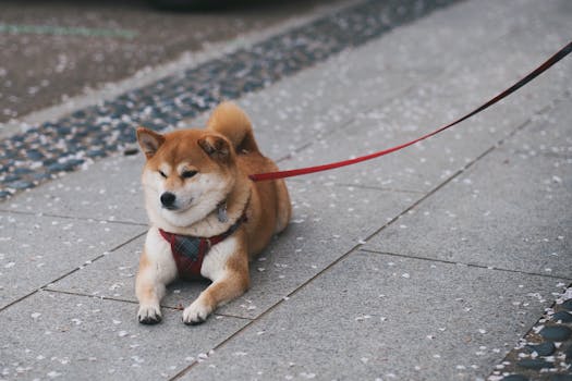 Healthy Shiba Inu during a vet check-up