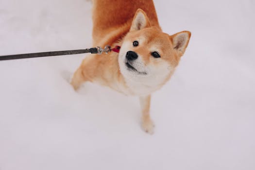 Shiba Inu puppy playing with kids